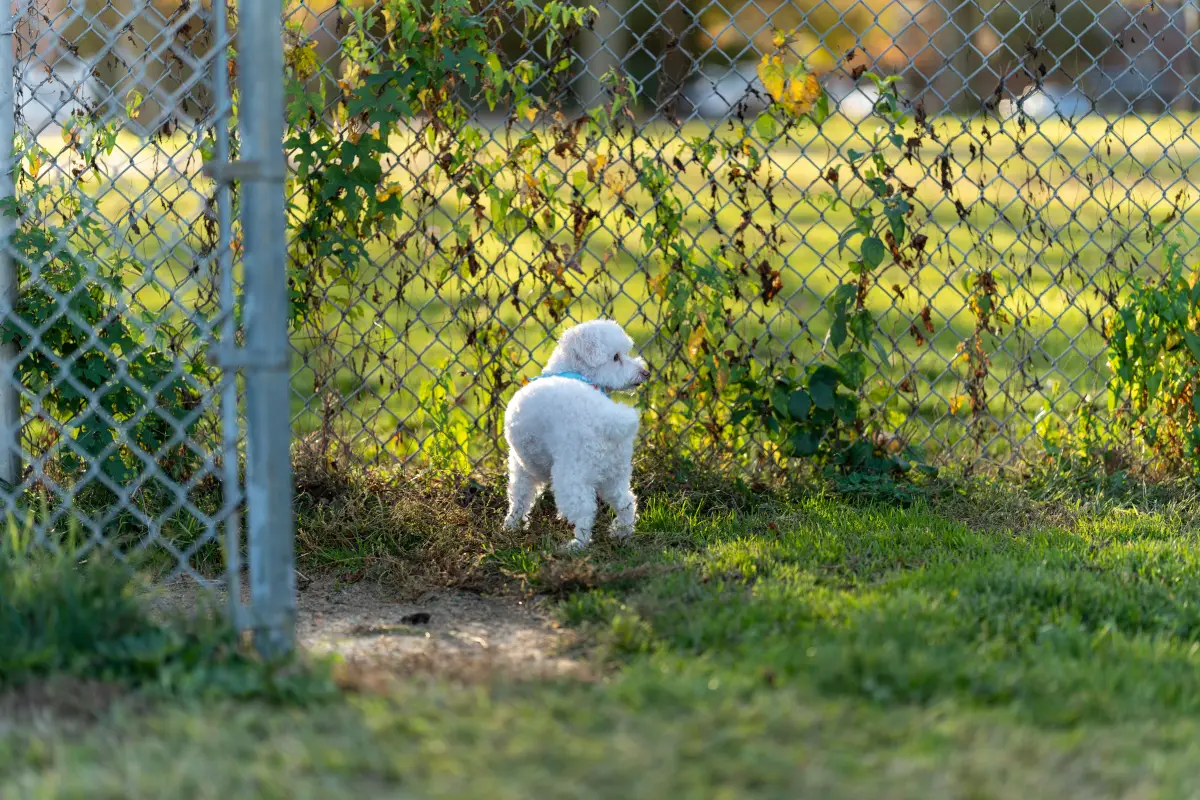 chain link dog fence in Salida, CO