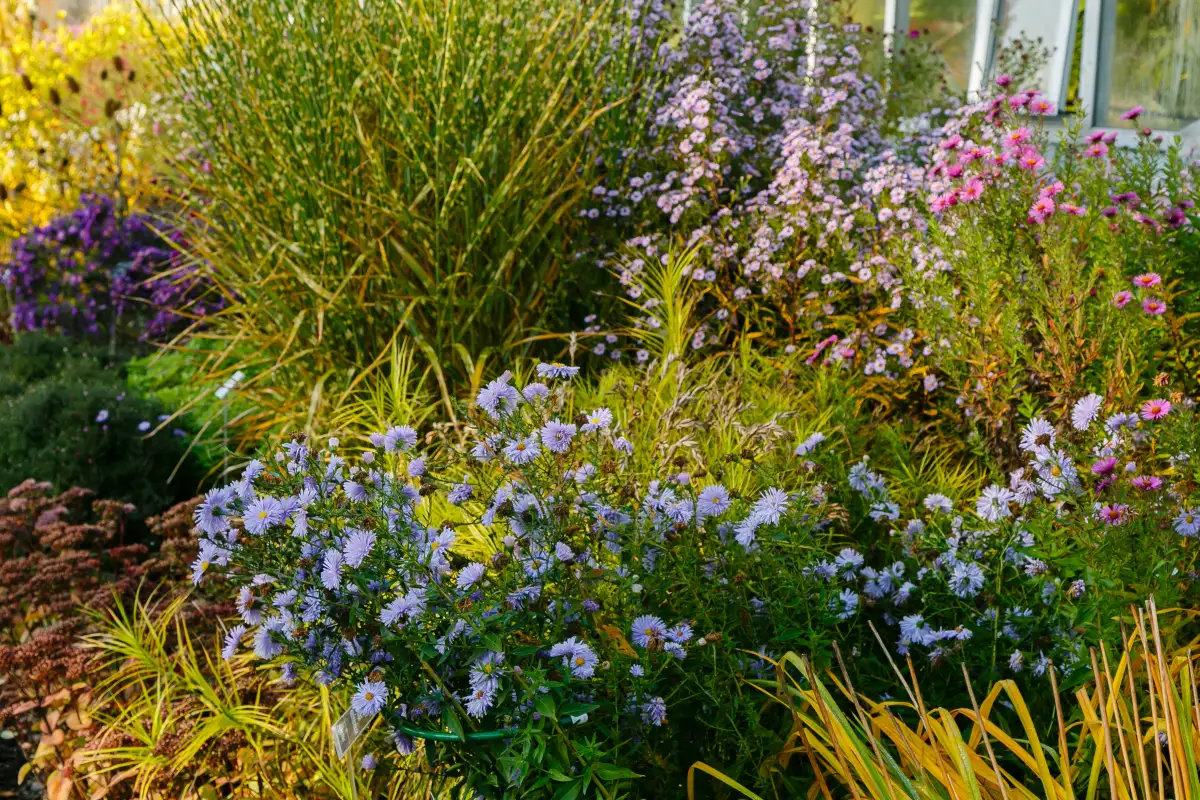 xeriscape planting in Salida, CO